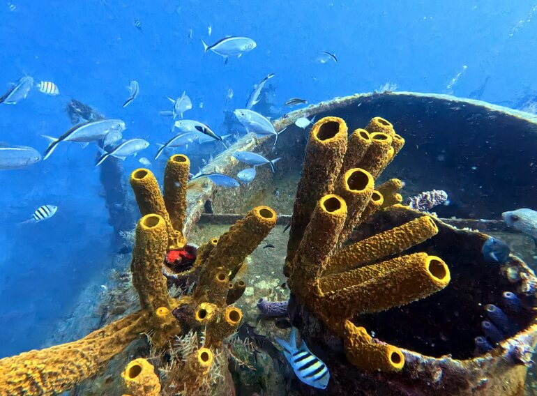 Caribbean reef used for underwater navigation training during an Advanced Open Water course