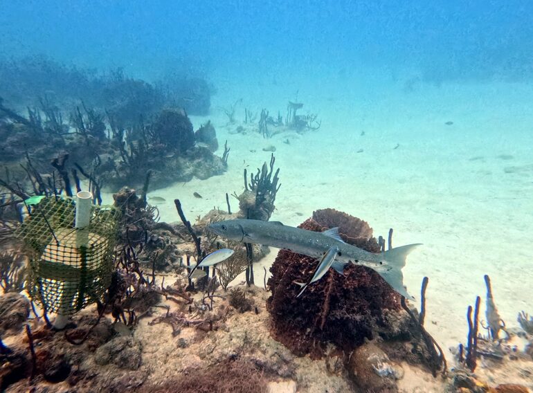 Great barracuda swimming above a Caribbean reef with a remora beneath it