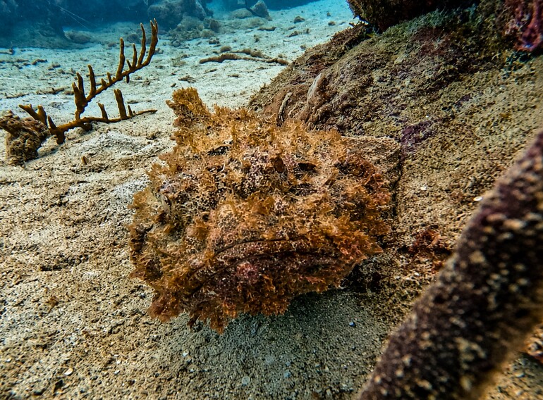 Camouflaged scorpionfish resting against a Caribbean reef wall