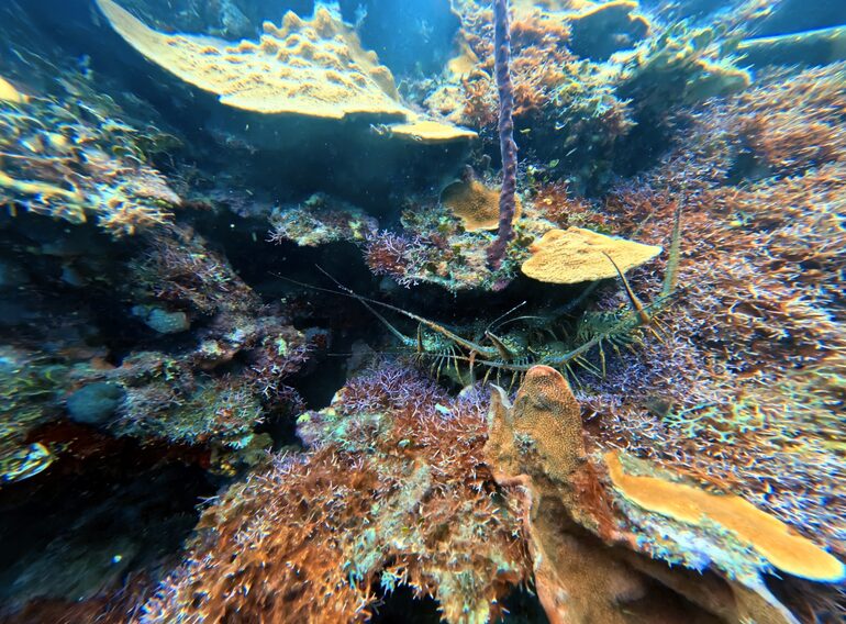 Caribbean coral garden with corals, sponges and reef textures near Bayahibe