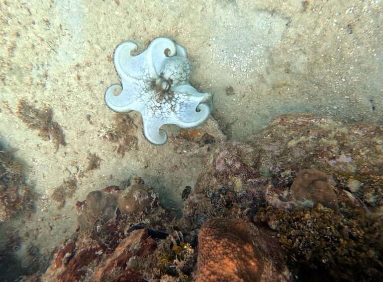Caribbean reef octopus resting beside coral on a sandy seabed