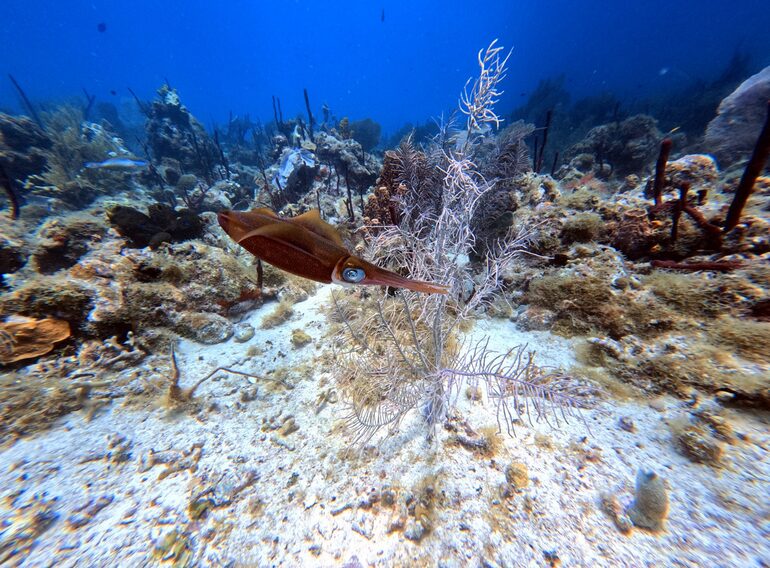 Caribbean reef squid hovering above coral near Bayahibe