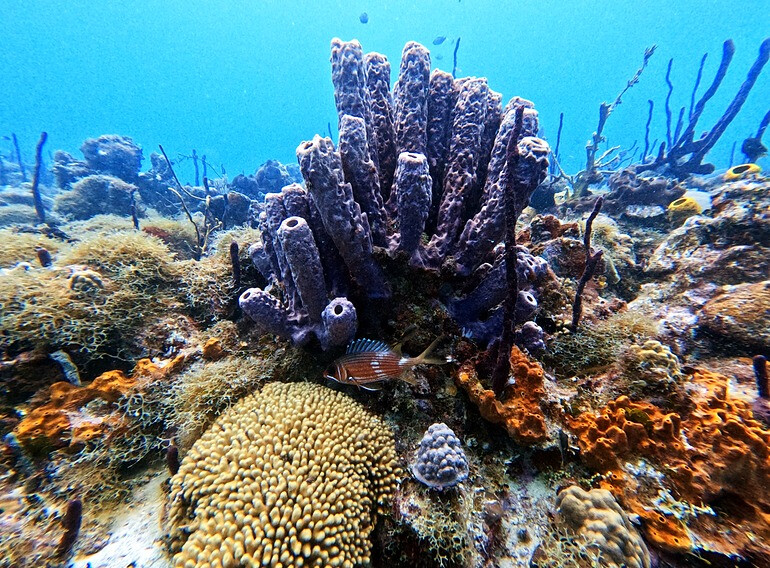 Colourful corals and tube sponges at Aquarium Reef, Catalina Island