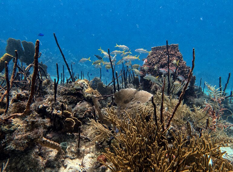 Healthy Caribbean reef and schooling fish during a Catalina Island dive trip