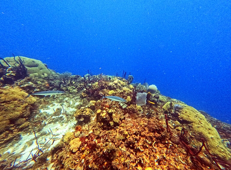 Caribbean coral reef and deep blue water at Catalina Island