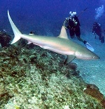 Caribbean marine life encountered while diving near Bayahibe