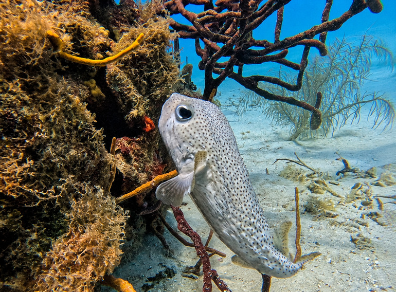 Spotted porcupinefish swimming through Caribbean coral and sponges