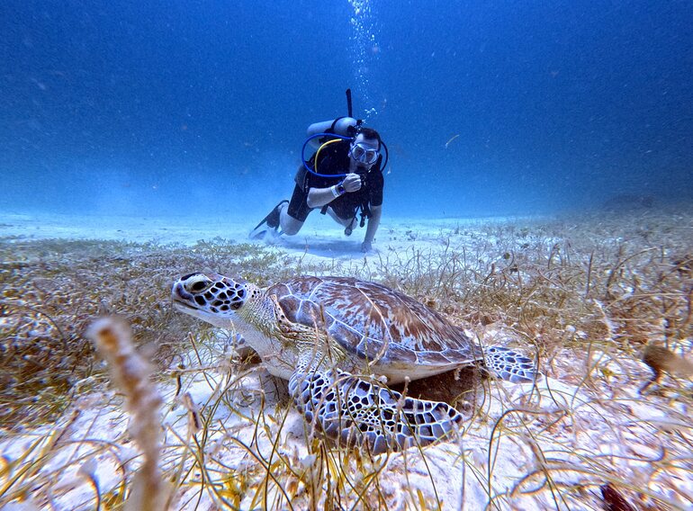Sea turtle and scuba diver in clear Caribbean water near Bayahibe