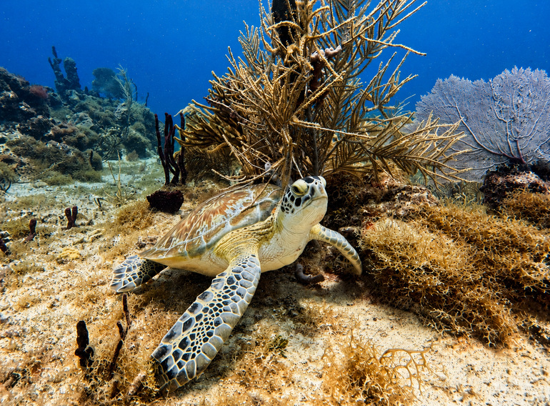 Sea turtle resting among corals at Peñón Reef near Saona Island
