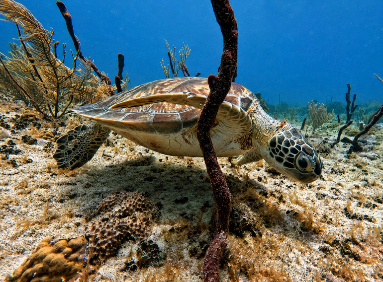 Green sea turtle swimming naturally over Peñón Reef near Saona Island