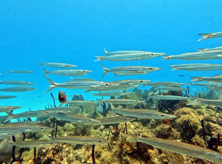 Schwarm von Nadelfischen über einem flachen Karibikriff