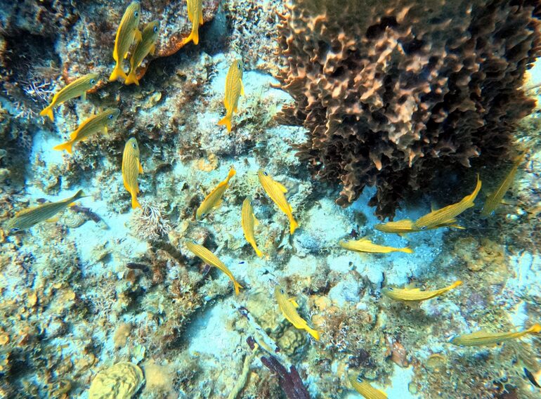 School of yellow Caribbean reef fish gathered around coral