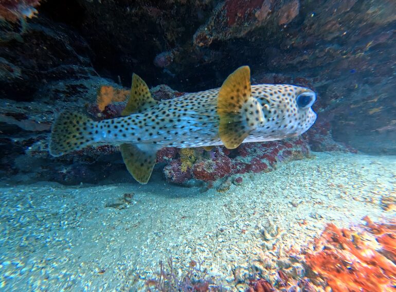 Gepunkteter Igelfisch unter einem karibischen Riffvorsprung