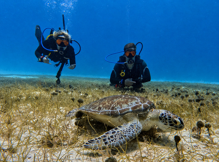 Diver and sea turtle during a Saona Island diving trip