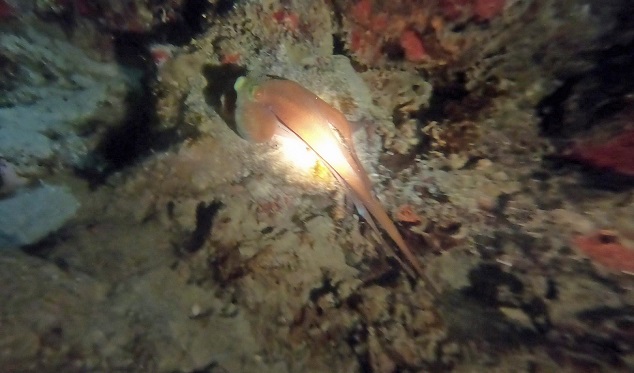 Bayahibe, Punta Cana, Bavaro, Dive Site Dominican Republic