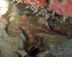 Big Red Crab, Scuba diving Dominican Republic