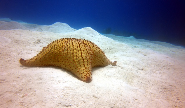 Seashell Punta Cana 
