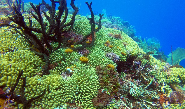 Big Red Crab, Scuba diving Dominican Republic