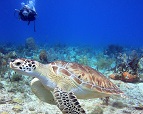 Dominican Republic Peparing Scuba Diving