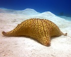 Seashell Punta Cana