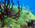 Big Red Crab, Scuba diving Dominican Republic