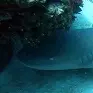 Shark Scuba diving Dominican Republic, Bayahibe
