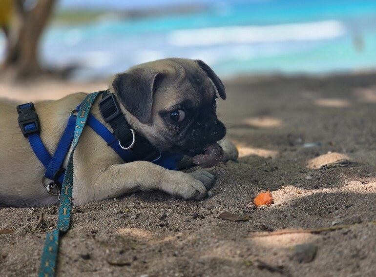Ultra, the Ultra Marine Divers team dog